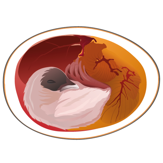 Darstellung eines Embryos in einem Ei, umgeben von inneren Strukturen und Farben.